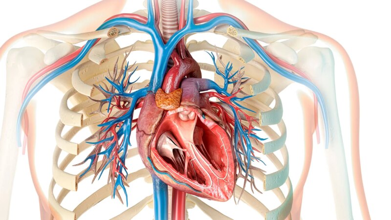 What Does Ejection Fraction Have to Do With Heart Failure?