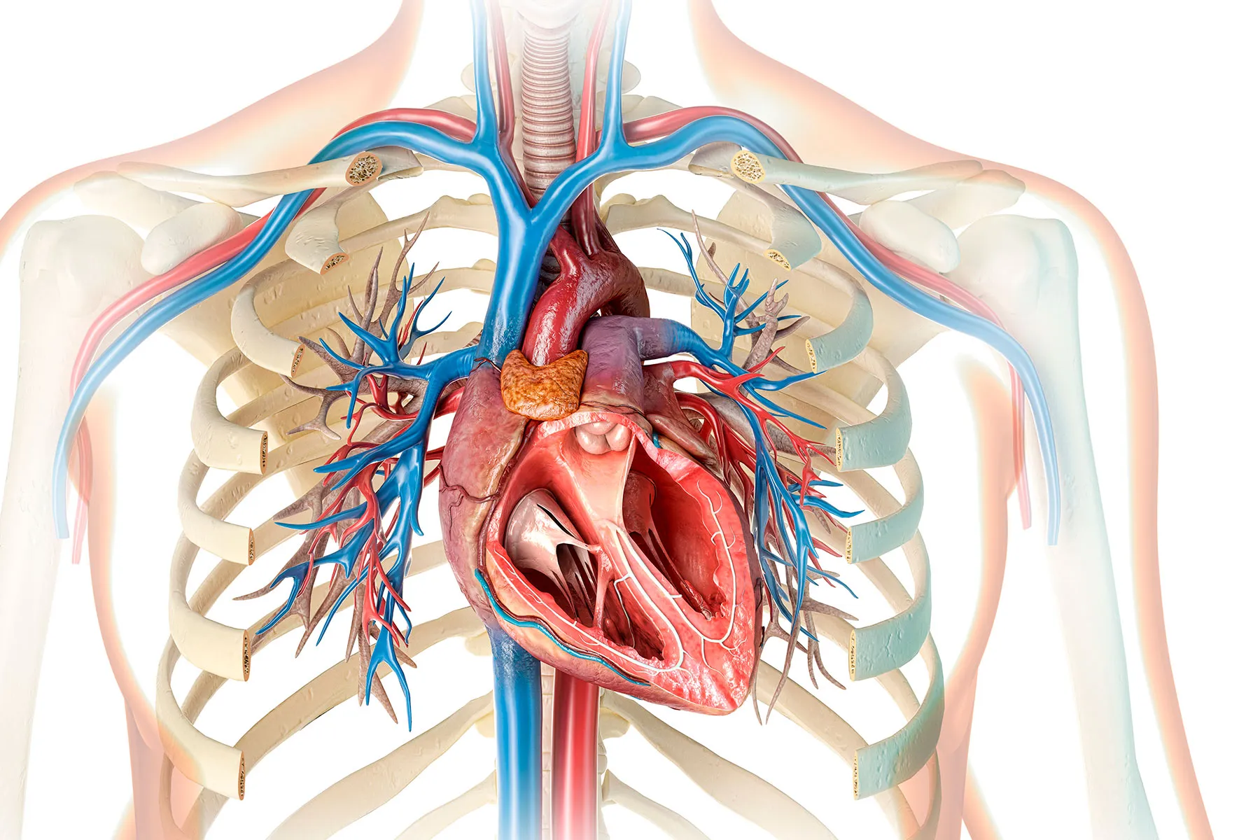 What Does Ejection Fraction Have to Do With Heart Failure?