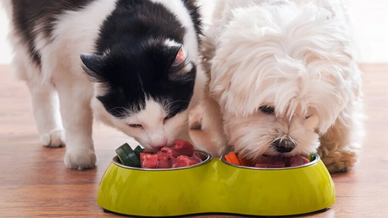 Dogs, Cats Could Lower Children’s Allergy Risk