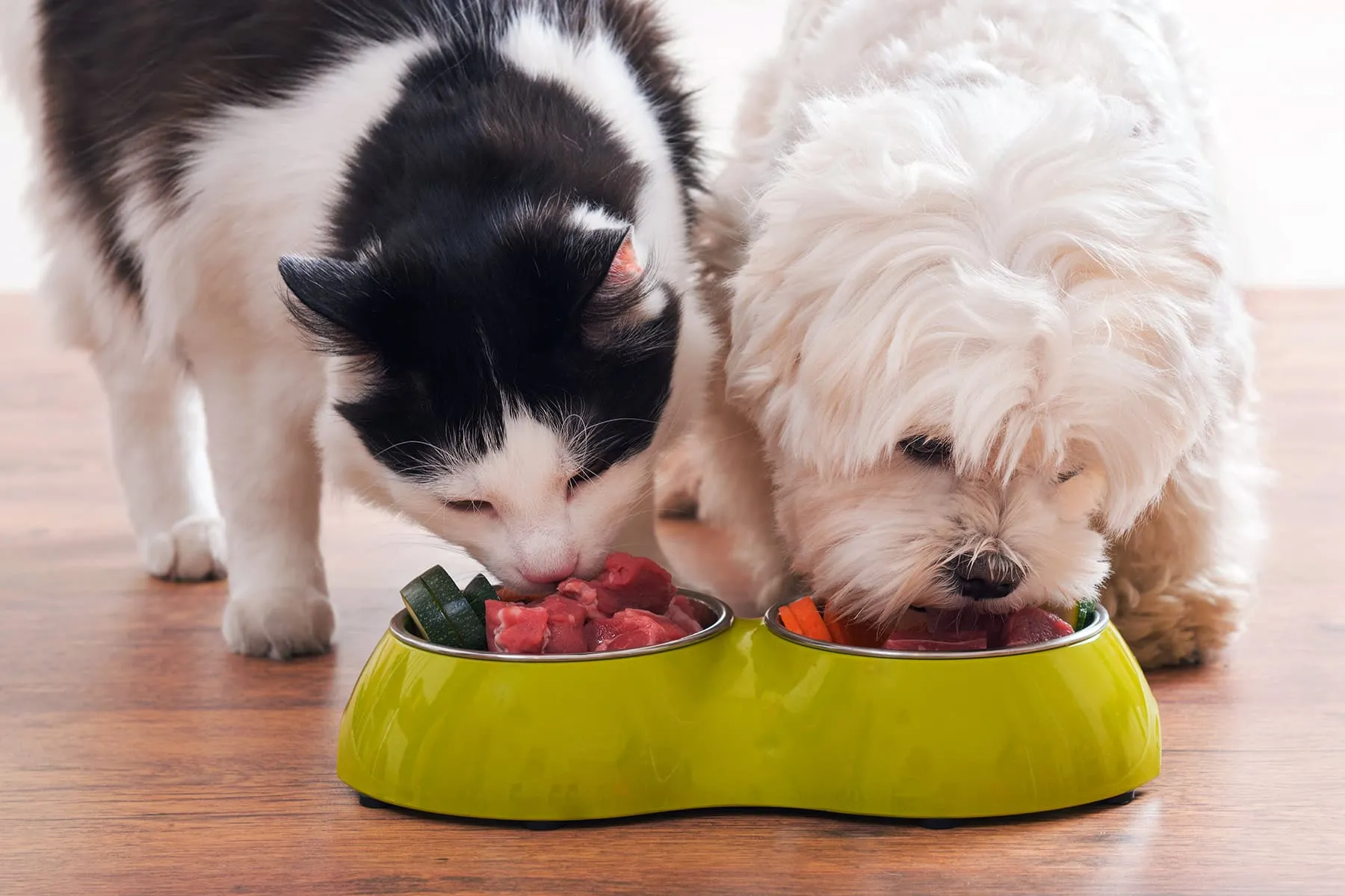 Dogs, Cats Could Lower Children’s Allergy Risk