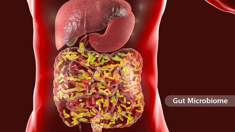 Gut Microbiome Changes Throughout the Day and With the Seasons