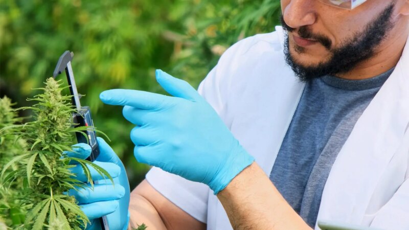 Is This a New Era of Medical Marijuana Breakthroughs?