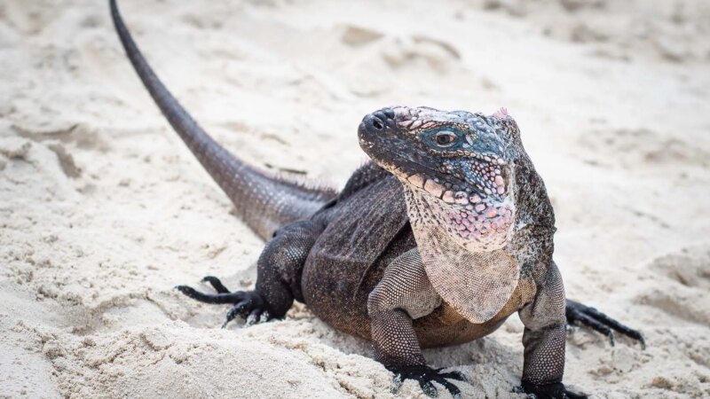 Iguana Bite Left Vacationing Toddler a Medical Issue Months Later