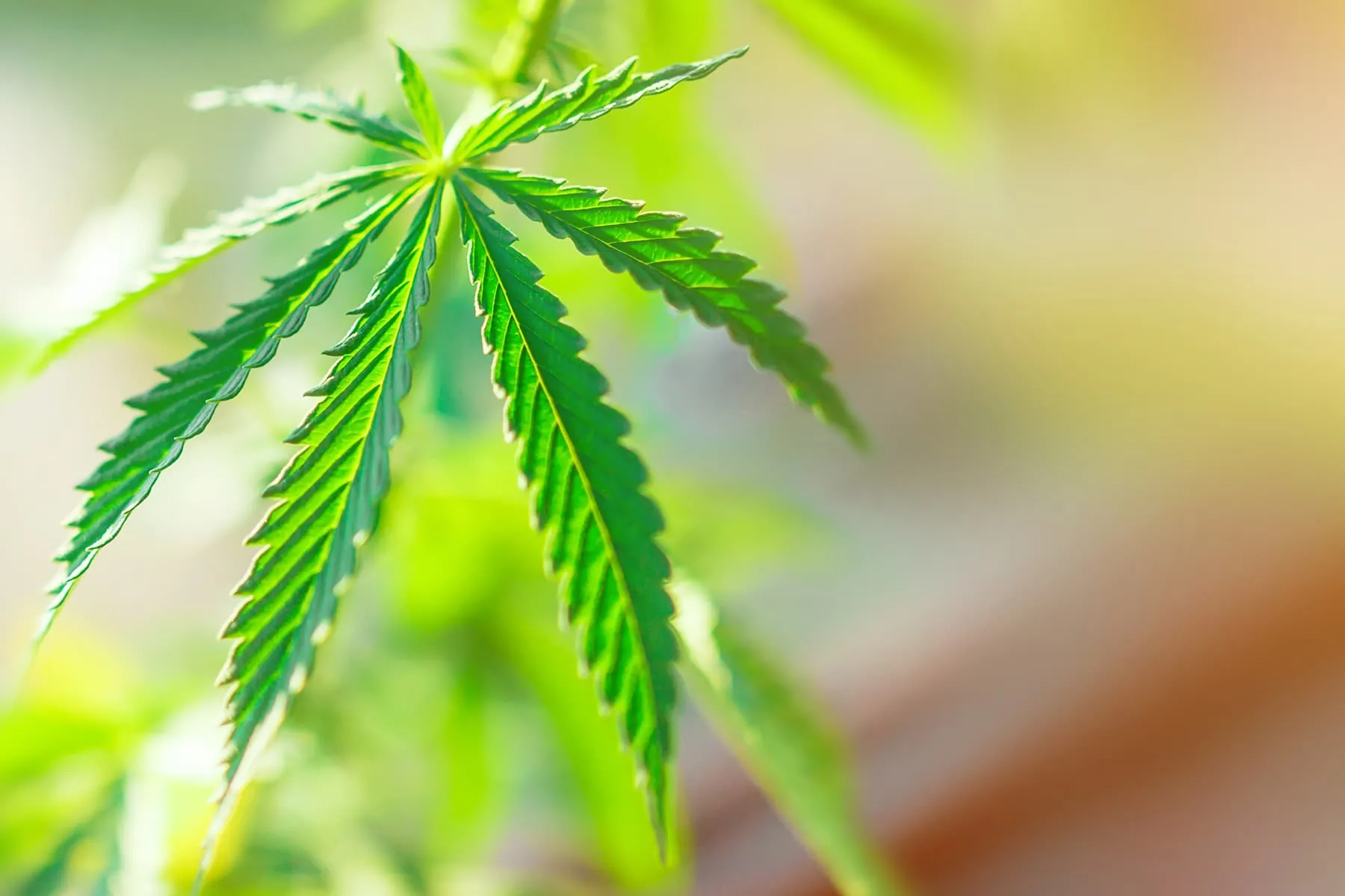 Marijuana Can Affect Fetal Development, Even If Used Early in Pregnancy