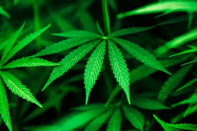 Marijuana Users Have Triple the Odds for Leg Artery Disease (Study)