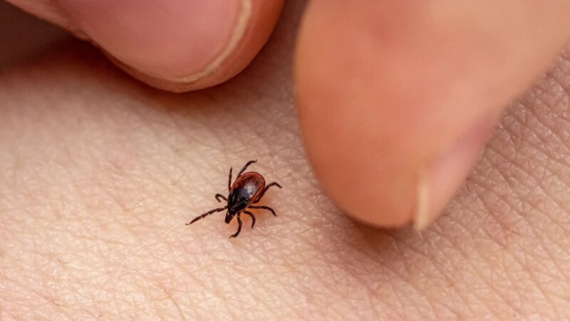 Tick-Borne Powassan Virus Can Kill — How to Protect Yourself