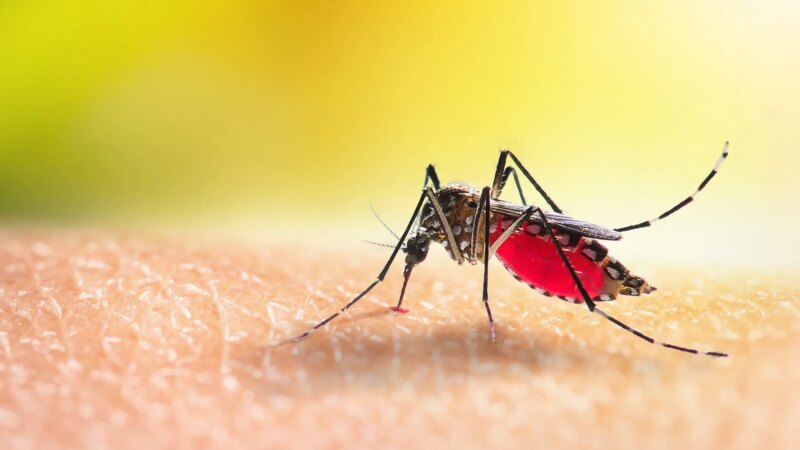 West Nile Virus Cases Rising Nationwide Amid Mosquito Season