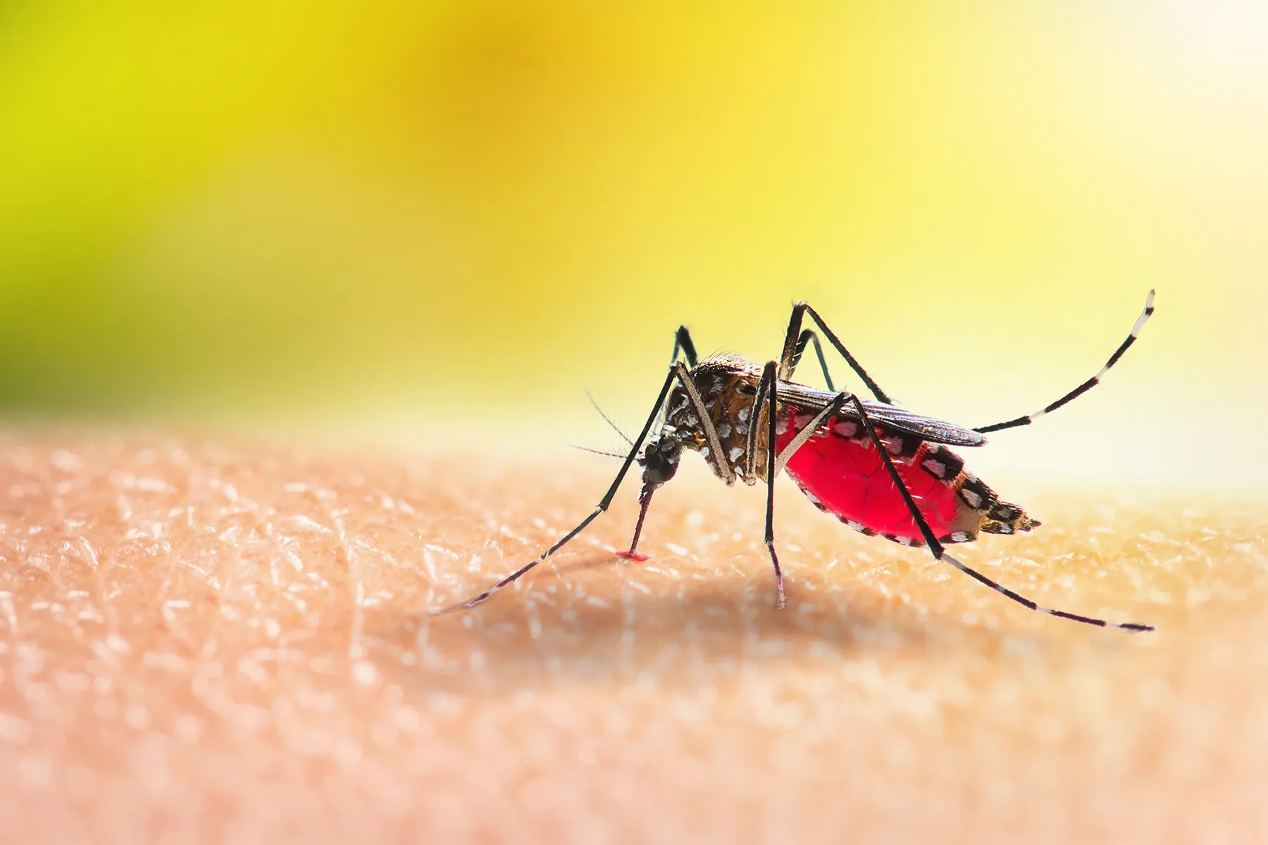 West Nile Virus Cases Rising Nationwide Amid Mosquito Season