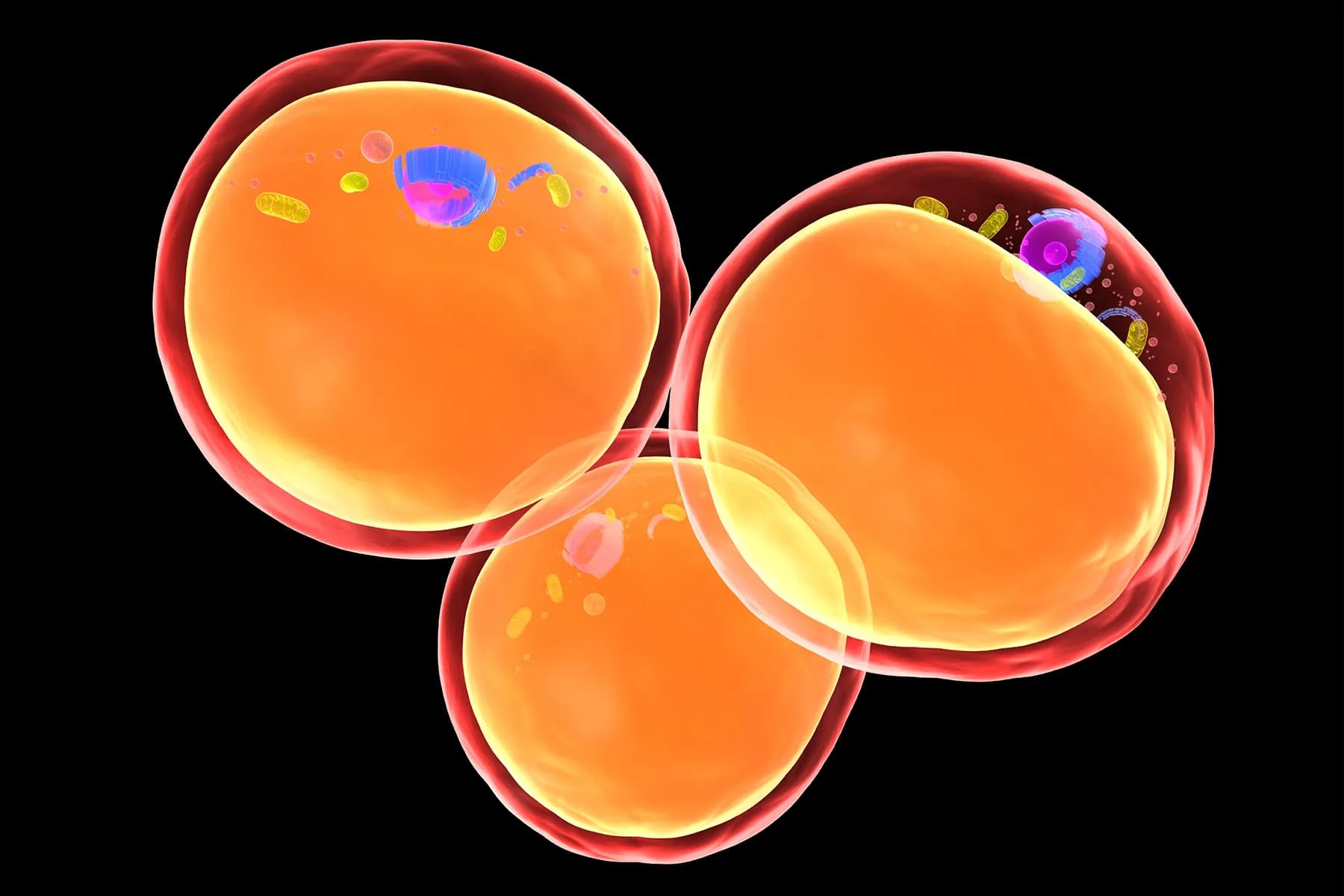 Scientists Find the ‘On’ Switch for Energy-Burning Brown Fat