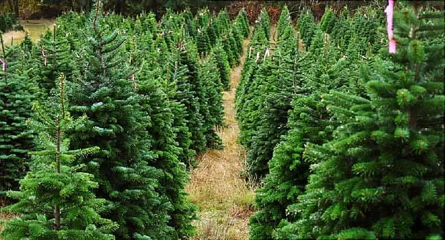 Are No-Spray Christmas Trees Better for You? What to Know