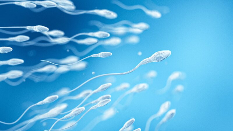 Sperm Donors May Not Be as Anonymous as They Think