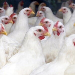 Federal Experts Talk Bird Flu ‘What Ifs’ in WebMD Live Event