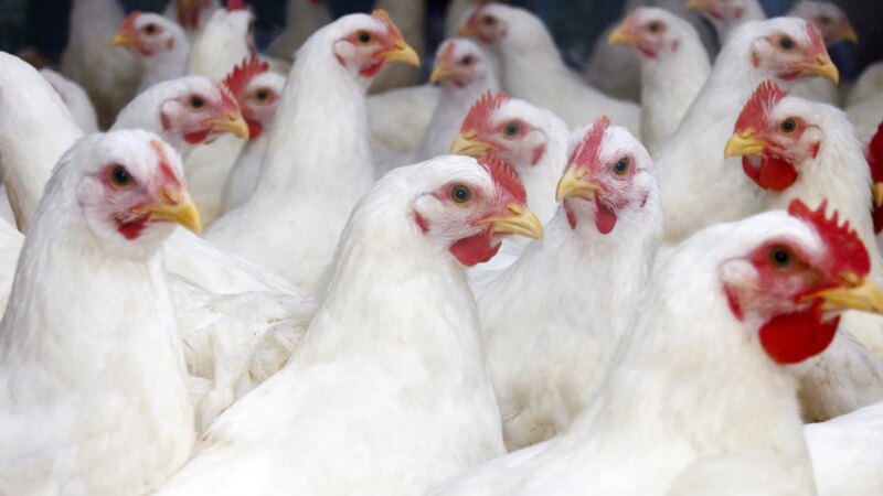 Federal Experts Talk Bird Flu ‘What Ifs’ in WebMD Live Event