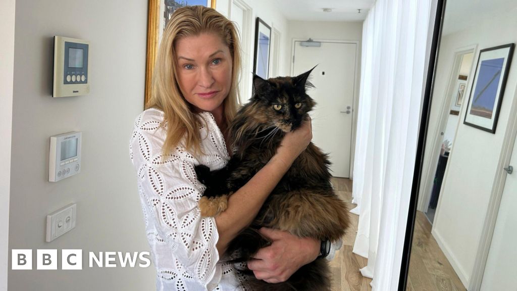 Cat makes three flights in 24 hours after being left on plane