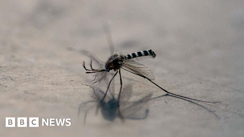 Manila town offers bounty for mosquitoes as dengue rises