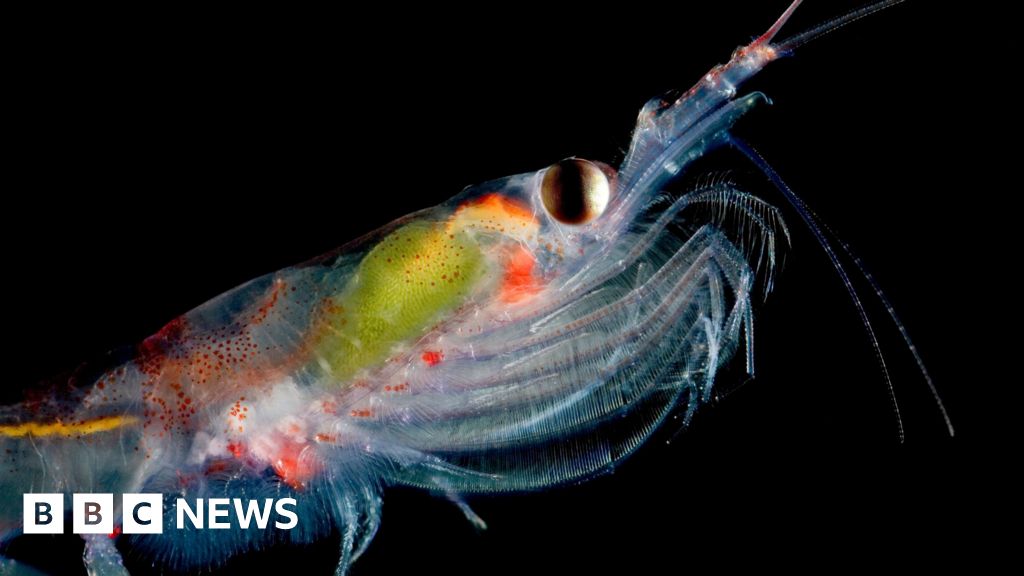 Why scientists are counting tiny Antarctic krill from Space