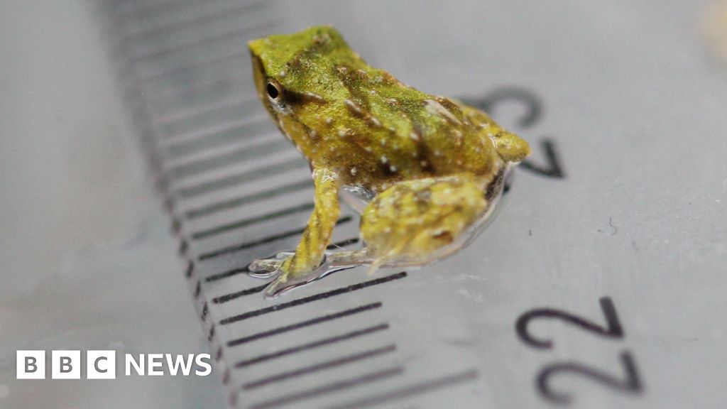 Endangered frog dads ‘give birth’ after 7,000-mile trip