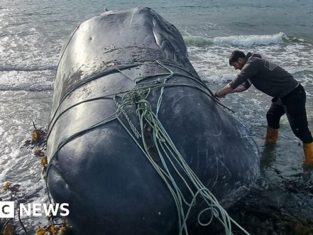 Why are whales getting tangled up in ropes?