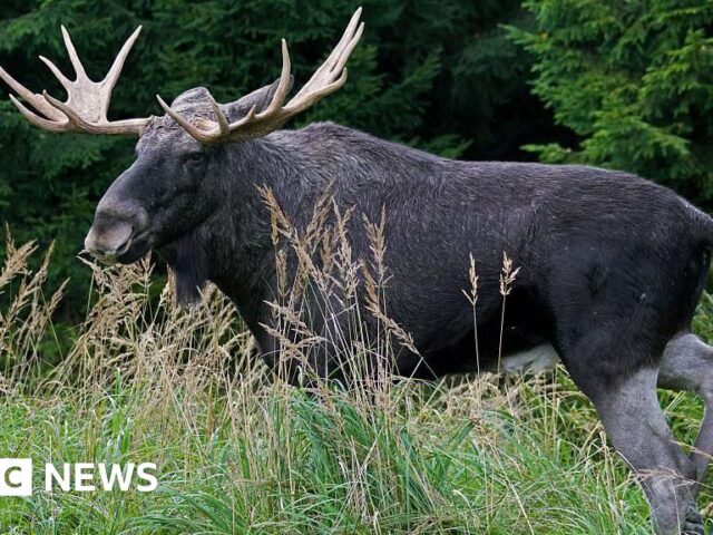 Project aims to return ‘keystone’ elk to UK after 3,000 years
