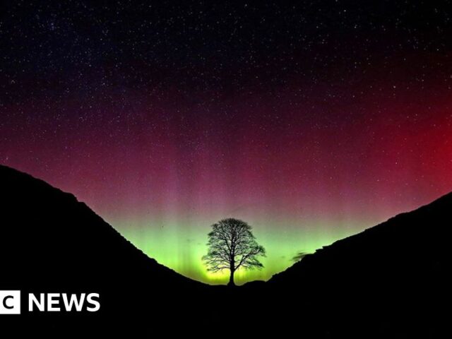 The park ranger who alerted world to Sycamore Gap tree’s fate